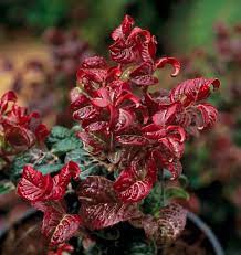 Leukote axillaris ´Curly Red´