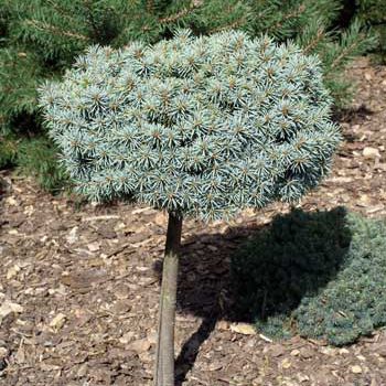 Smrek pichľavý ´Pali´ na kmienku