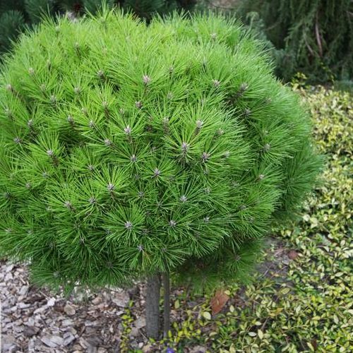 Borovica čierna ’ Brepo´