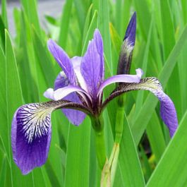 Kosatec Versicolor ´Gerald Darby´