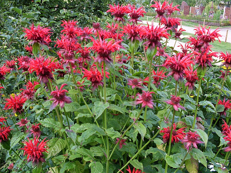 Monarda ´Cambridge Scarlet´