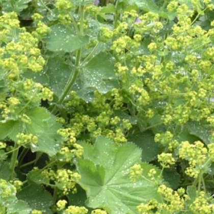 Alchemilka mäkká ´Irish Silk´