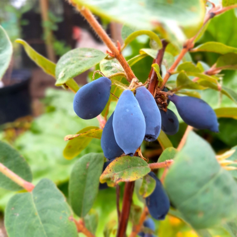 Zemolez kamčatský ´Sinij Utes´