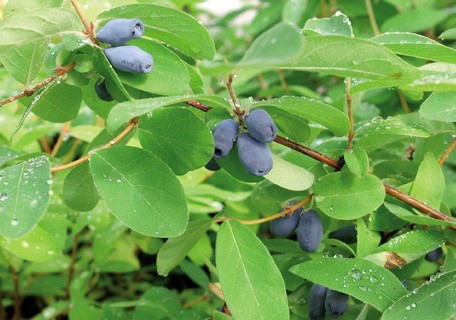 Zemolez kamčatský ´Sinij Utes´