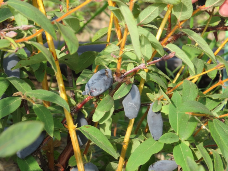 Zemolez kamčatský ´Vostorg´