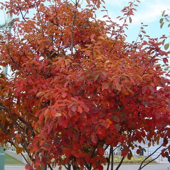 Muchovník  ’Honeywood’