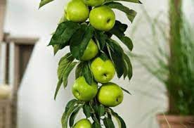 Jabloň stĺpová ´Greencats´ jesenná