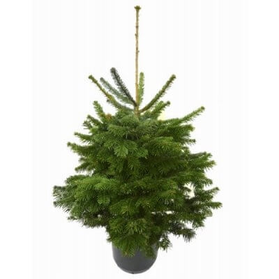 Smrek pančičov (Omorika) 100/125 cm