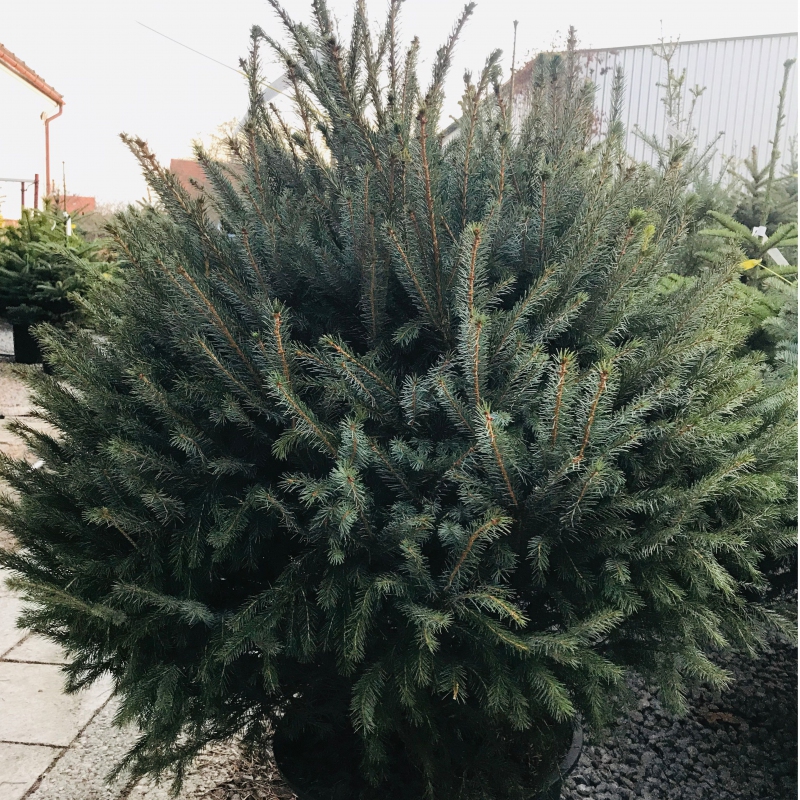 Smrek pančičov (Omorika) 100/125 cm