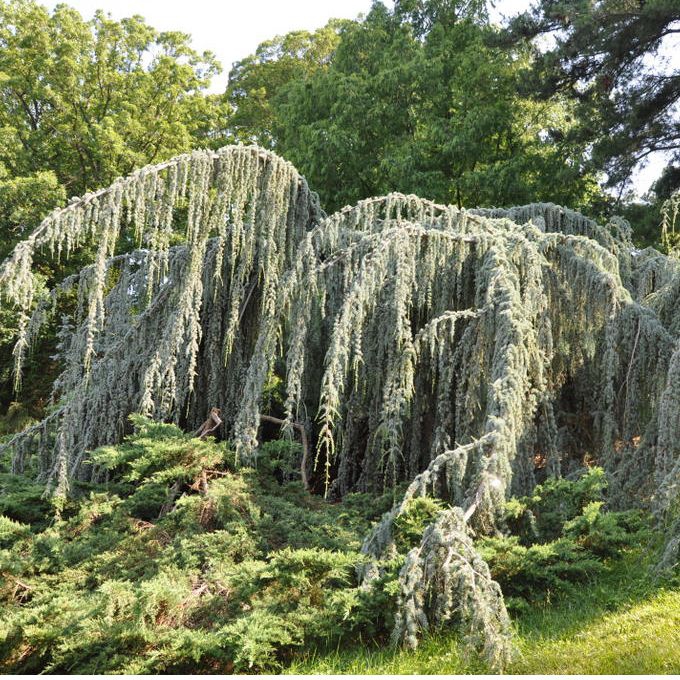 Céder atlantský ´ Glauca Pendula´ 170cm