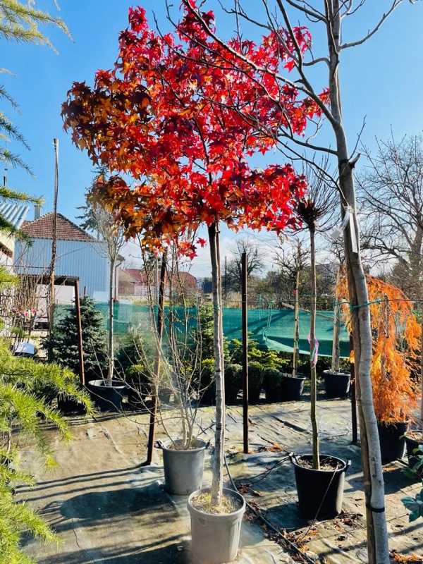 Ambrovník "Gumball" na kmienku