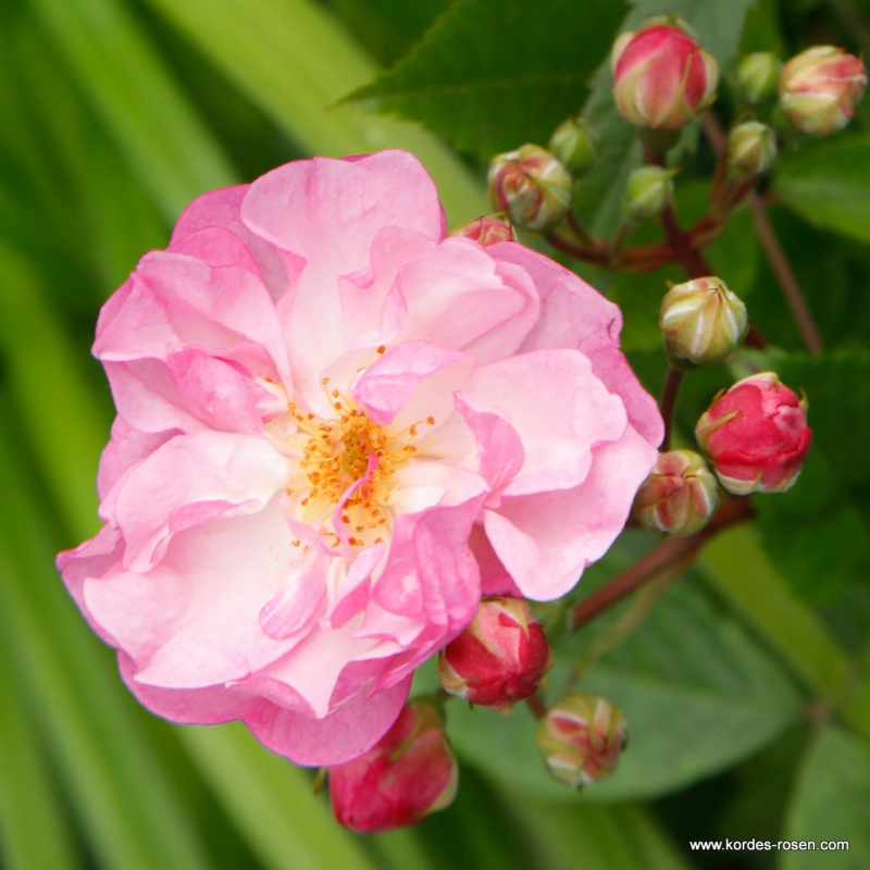 Ruža ´Lavender Siluetta´