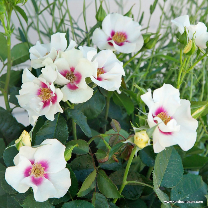 Ruža ´SEE YOU in Purple´