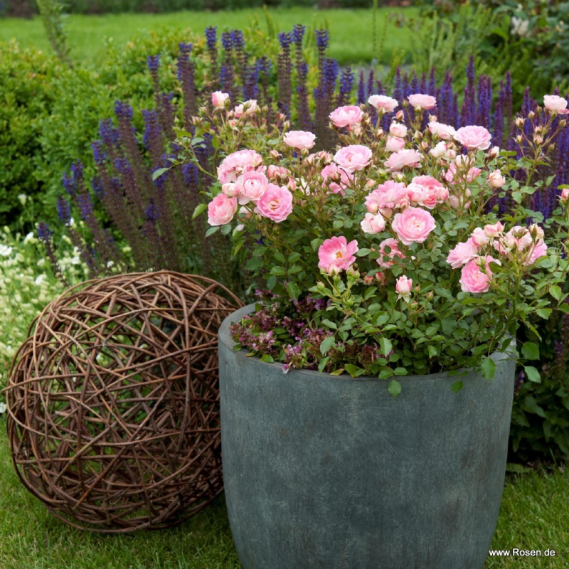 Ruža ´Flirt 2011´