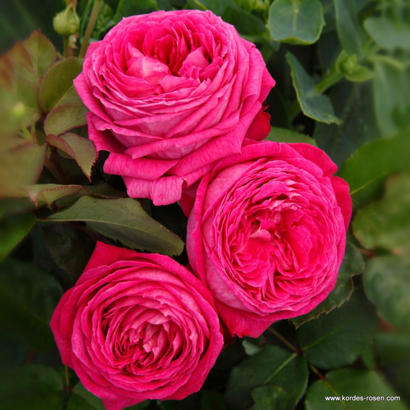 Ruža ´Freifrau Caroline´