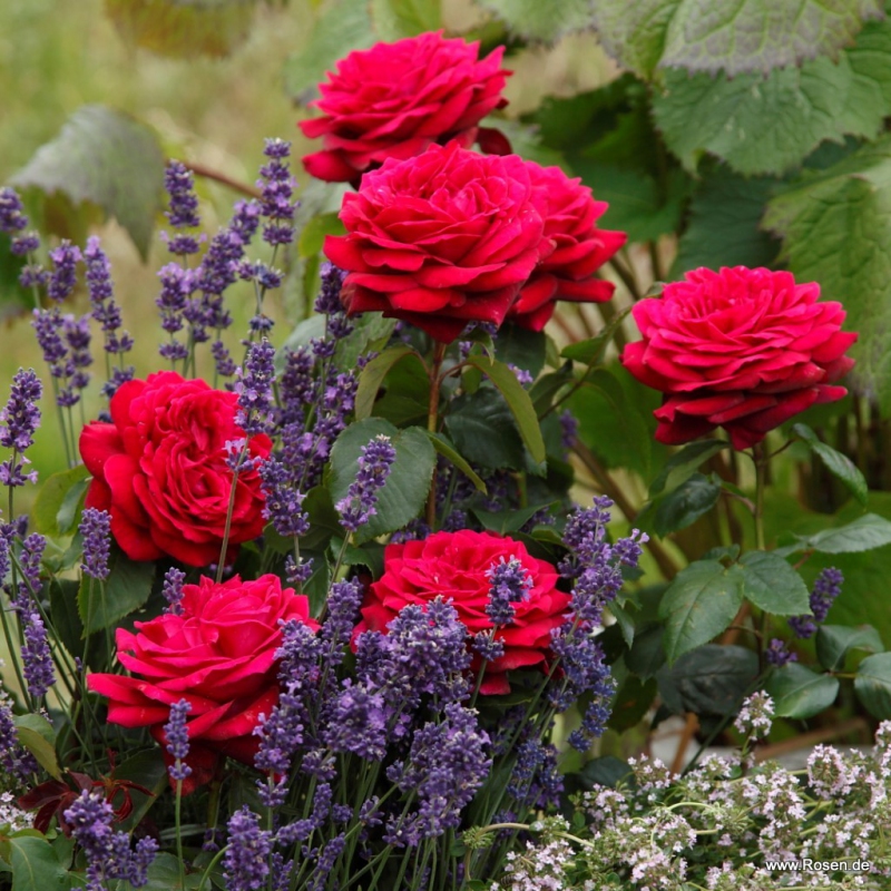 Ruža ´Gräfin Diana´