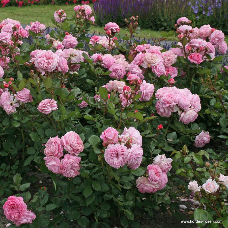 Ruža ´Rosengrafin Marie Henriette´