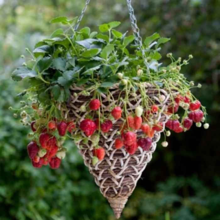 Jahoda ´Mara de Bois´ stálorodiaca odroda