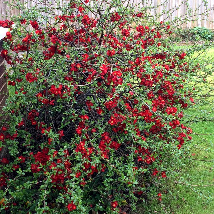 Dulovec japonský ´Cido´