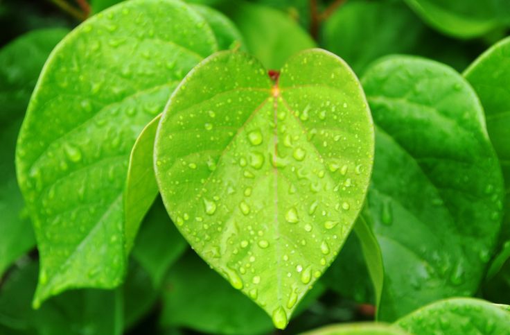 Judášovec čínsky ´Avondale´