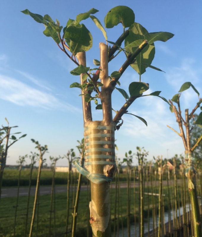 Štepárska gumička 120x3,5mm