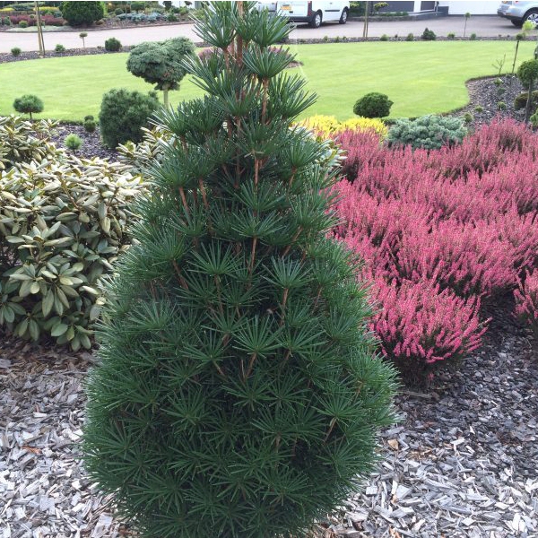 Dáždnikovec praslenovitý  100/125cm