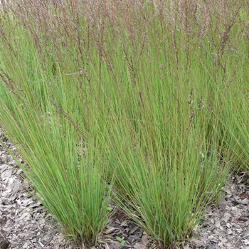 Bezkolenec "Edith Dudszus"