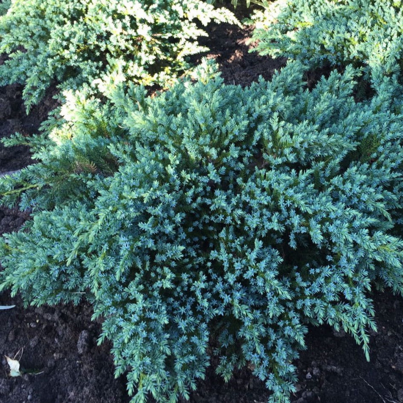 Borievka šupinatá  ´Little Joanna´