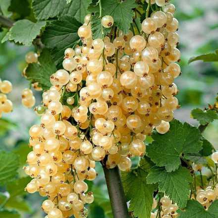 Ríbezľa biela ´Primus´ KER