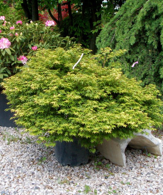 Javor dlaňovitolistý ´Little Princess´´