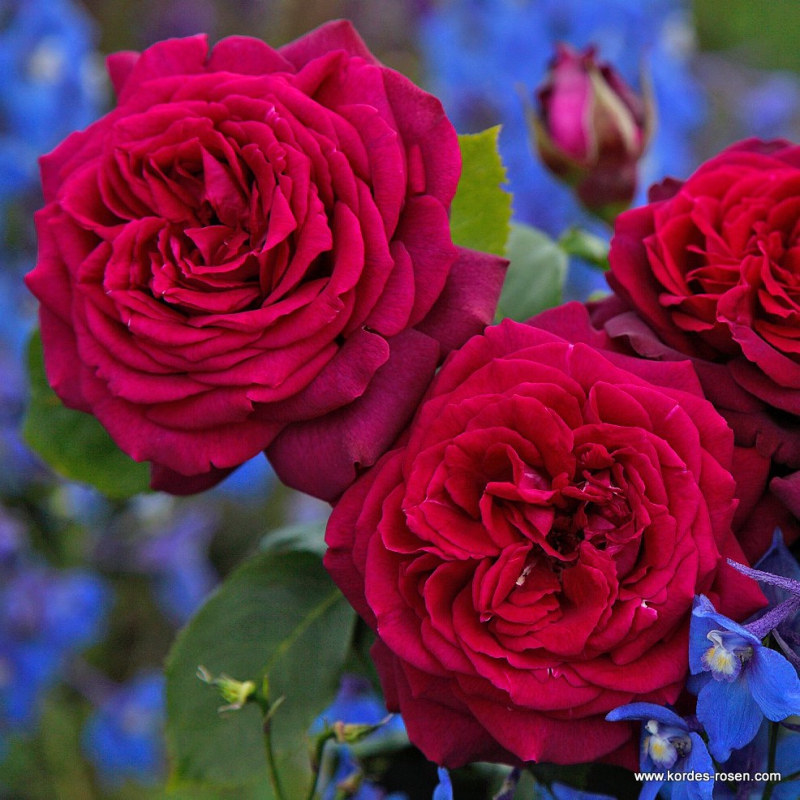 Ruža stromčeková ´GRAFIN DIANA´