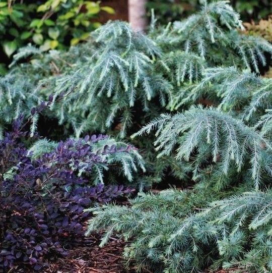 Céder himalájsky "Feeling Blue"