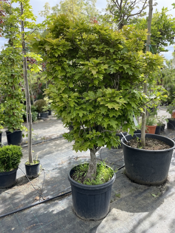 Dub močiarny ´Green Dwarf´ Ball