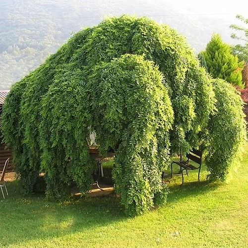 Sofora japonská ´Pendula´