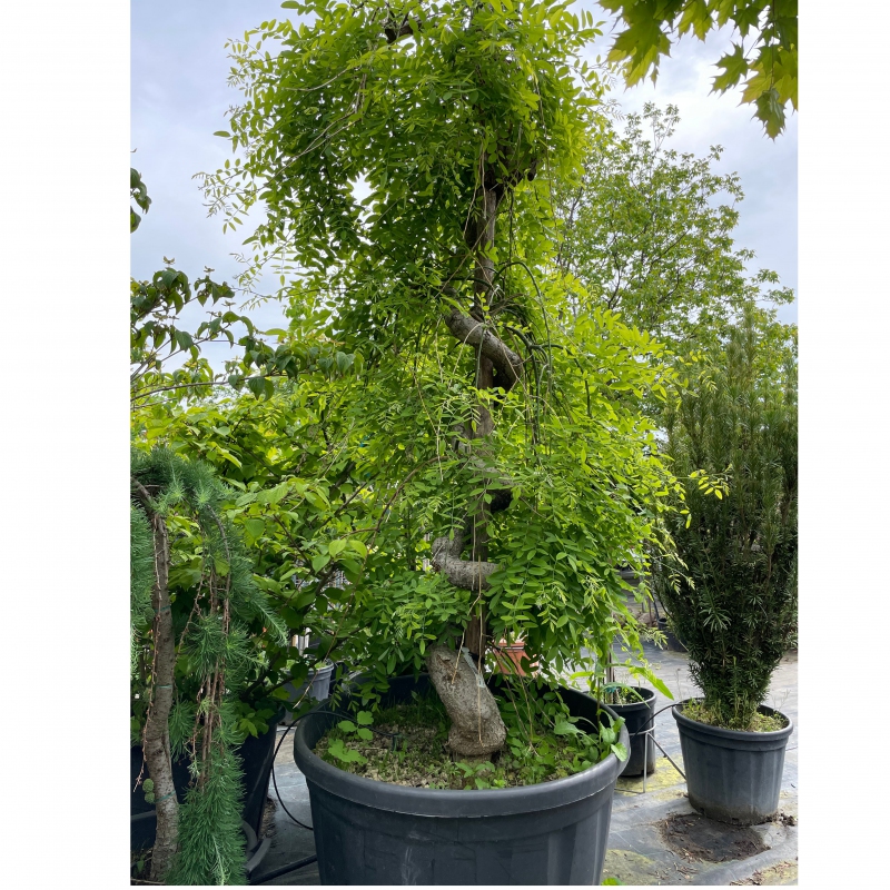 Sofora japonská ´Pendula´