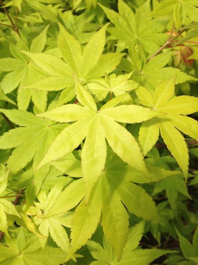 Javor dlaňovitolistý ´Summer Gold´