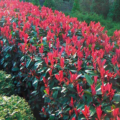 Červienka Fraserova ´Red Robin´ 2l