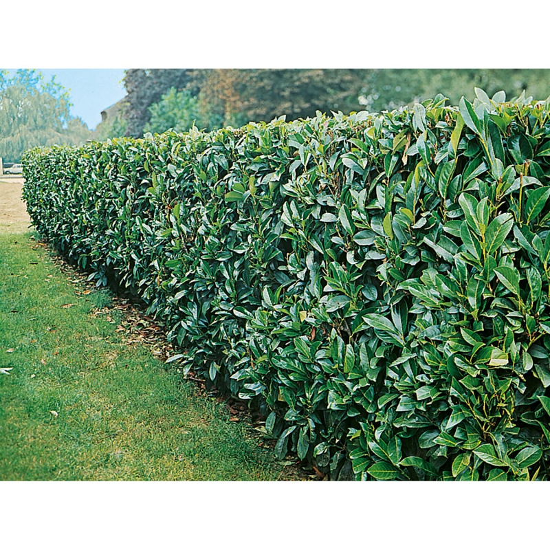 Vavrínovec lekársky ´Novita´ 5L