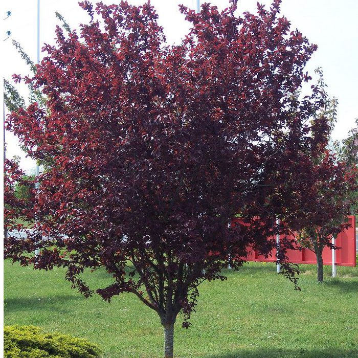 Slivka čerešňoplodá