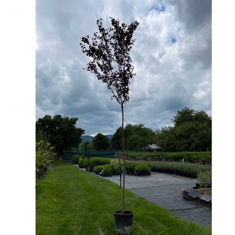 Slivka čerešňoplodá