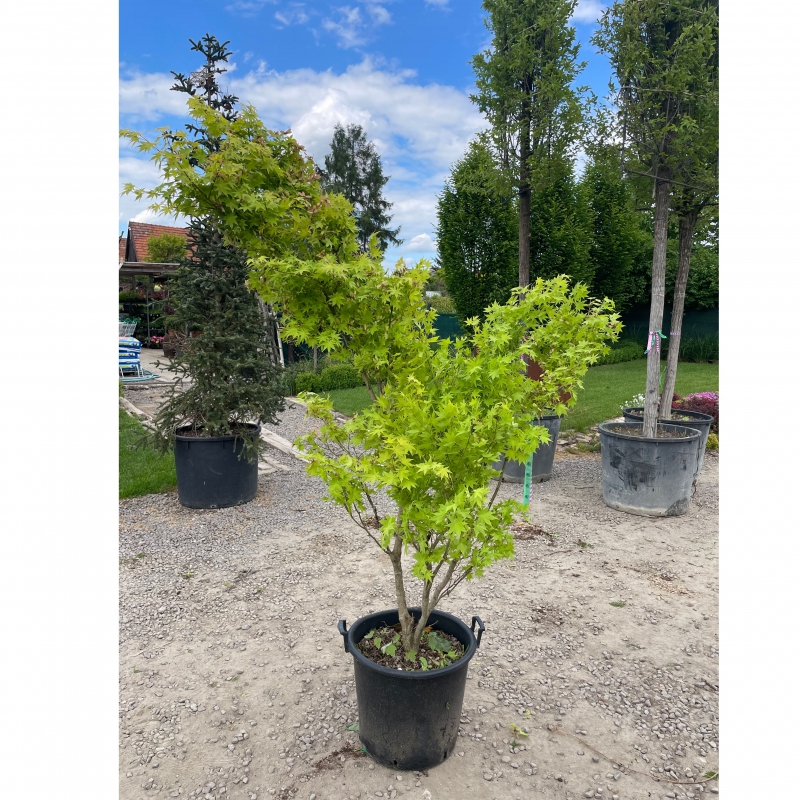 Javor dlaňovitolistý ´Summer Gold´