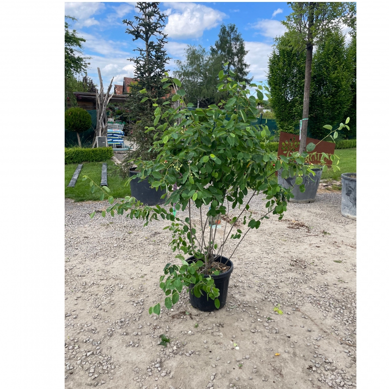 Muchovník Lamarckov 120 - 140cm