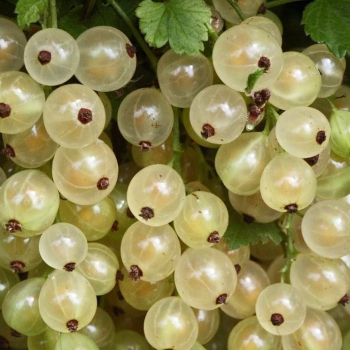 Ríbezľa biela ´Blanka’ Stromčeková 2l