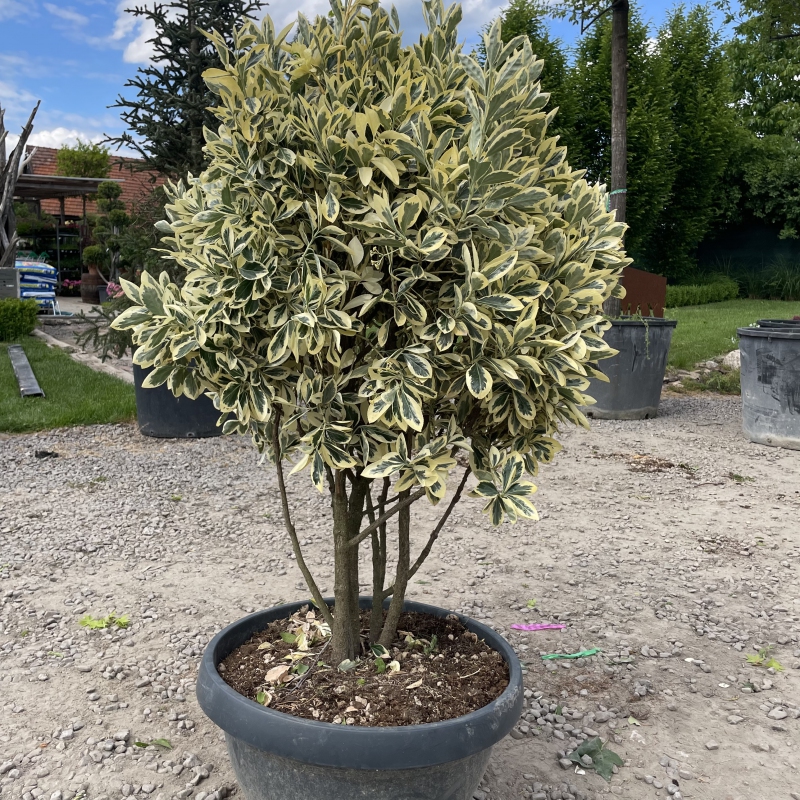 Bršlen japonský ´Bravo´