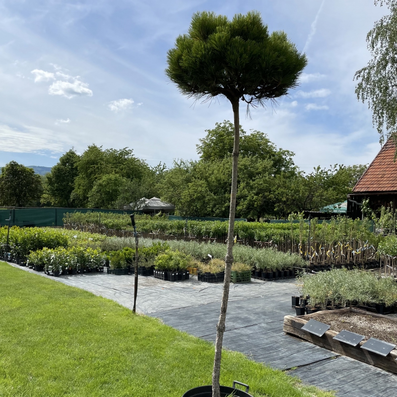 Borovica čierna ’ Brepo´ na kmienku 200cm