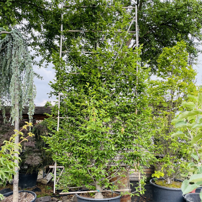 Hrab obyčajný ´Stena 350x150cm´