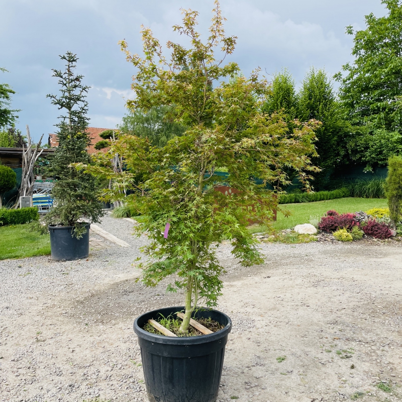 Javor  dlaňovitolistý ´Katsura´