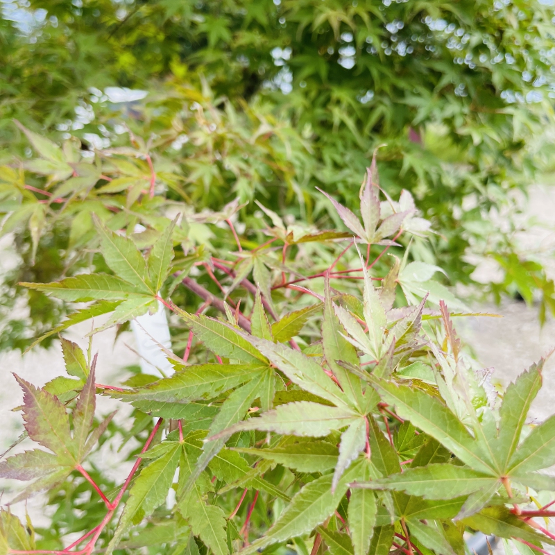 Javor  dlaňovitolistý ´Katsura´