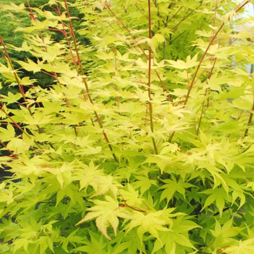 Javor dlaňovitolistý ´Summer Gold´