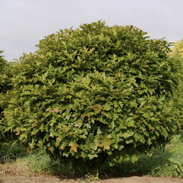 Dub močiarny ´Green Dwarf´ Ball